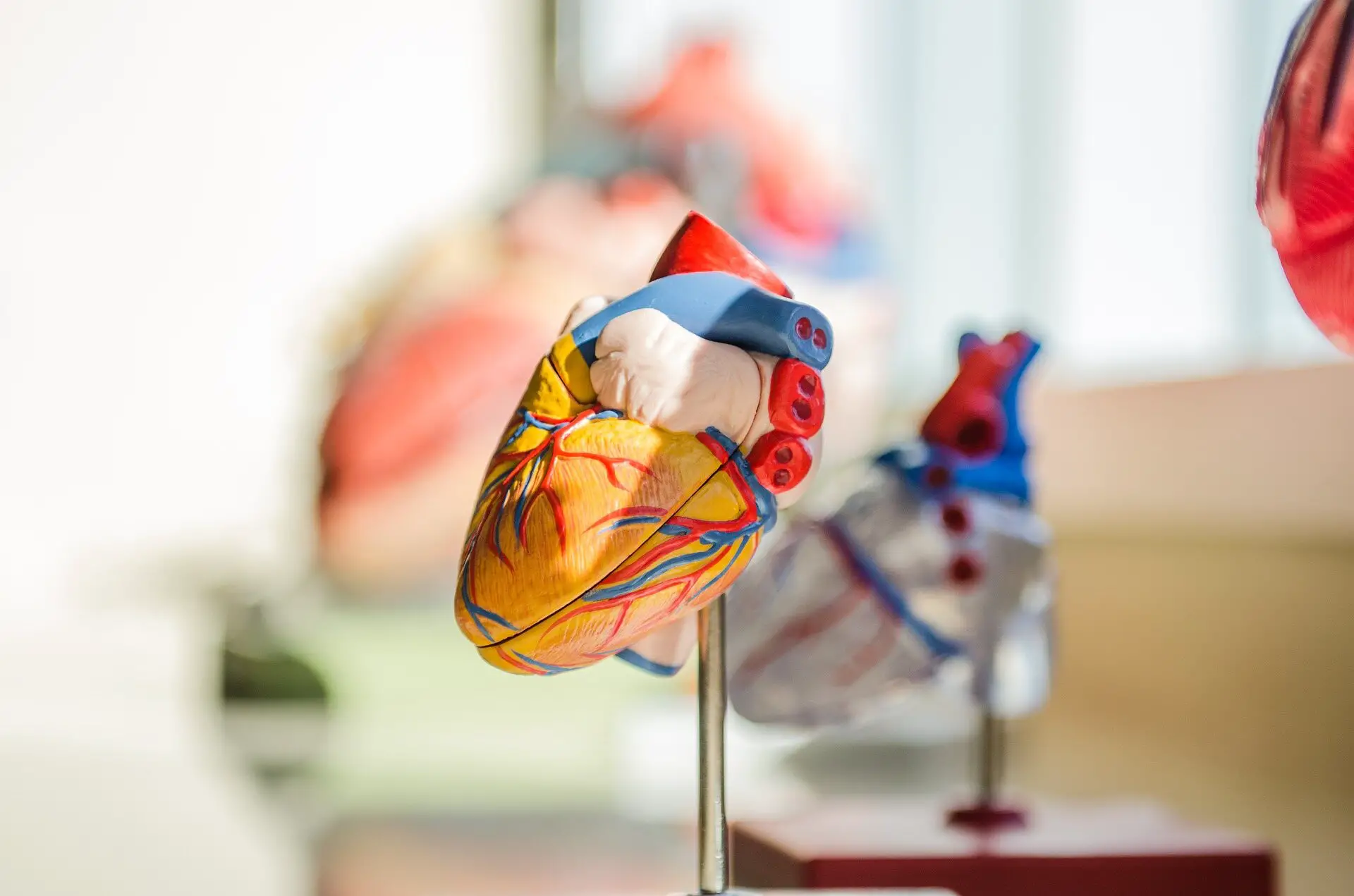 A picture of a human anatomy heart.