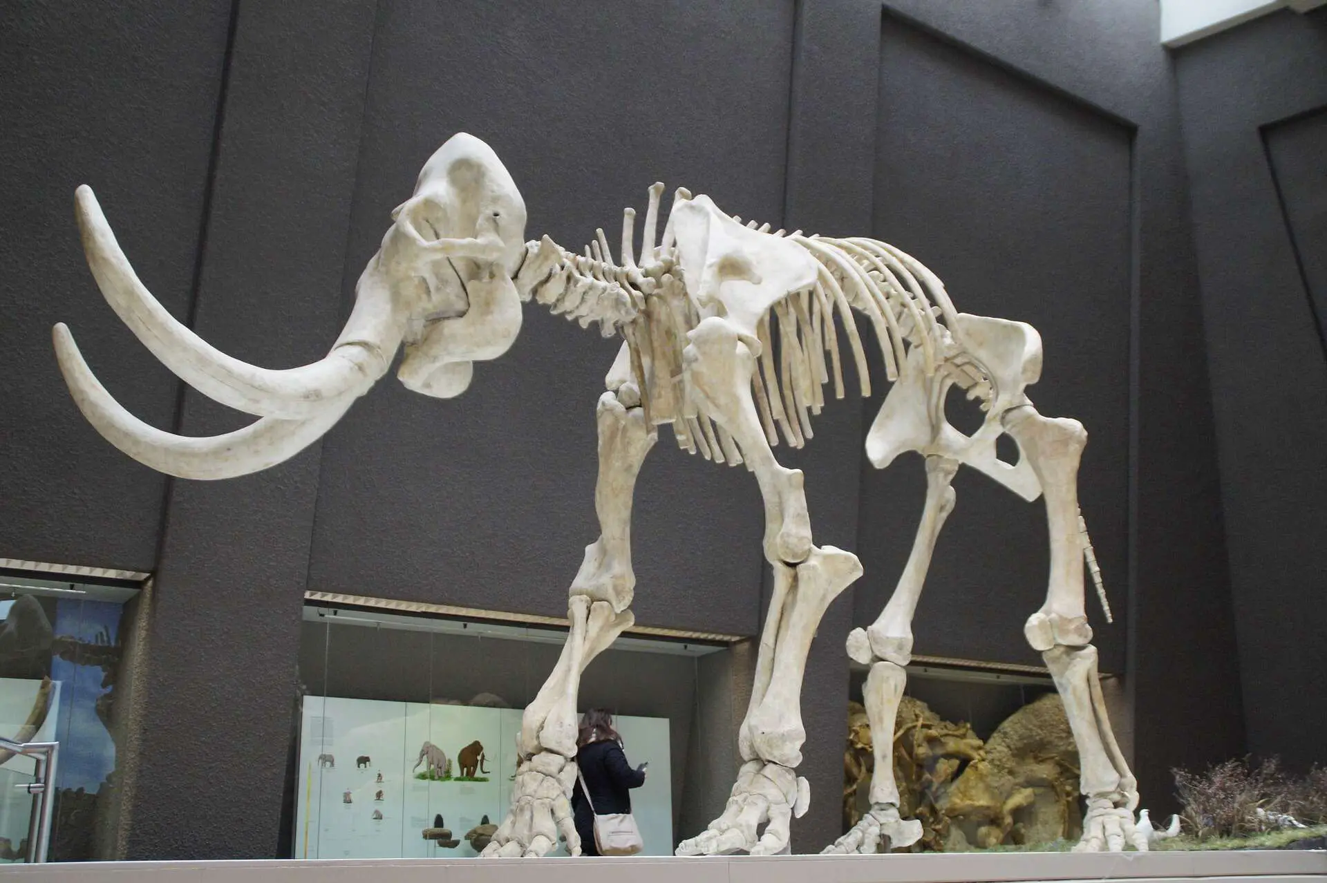 A picture of a realistic mammoth skeleton display.