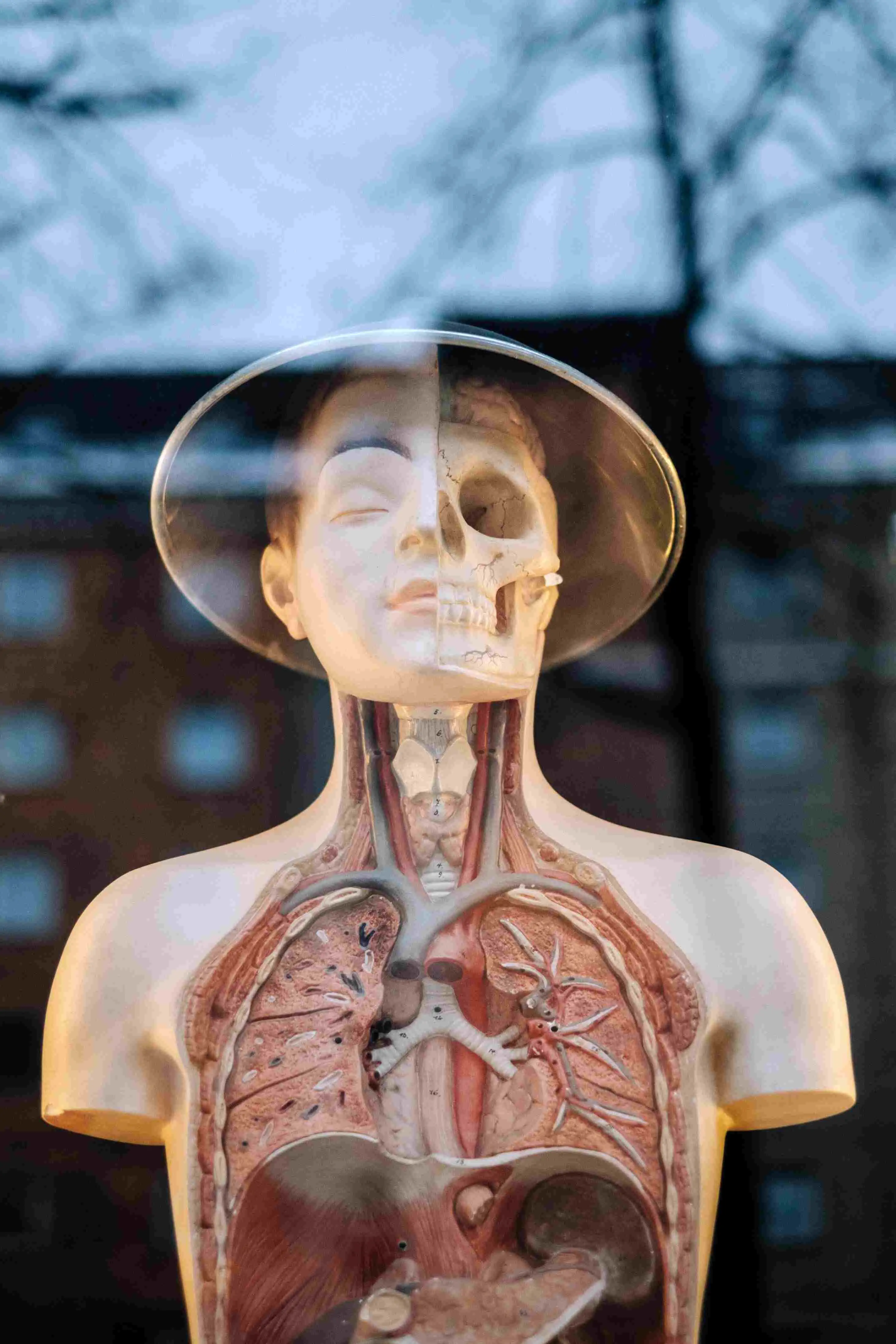 A picture of a human body anatomy of muscles, organs and veins. Specificly the upper body starting from the stomach and up to the brain.