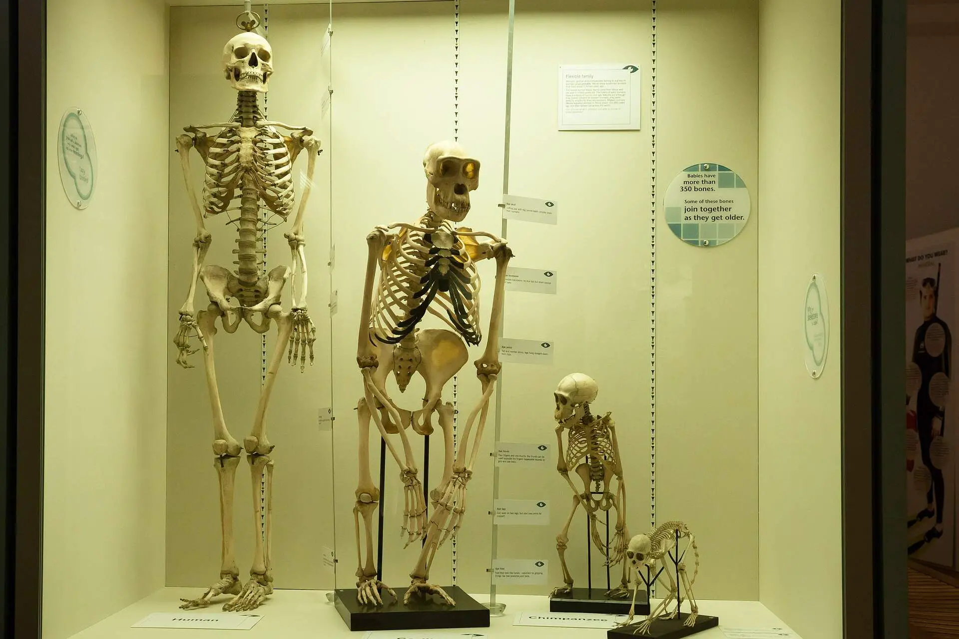 A picture of realistic skeletons of a human, a monkey, a chimpanzee and a even smaller monkey